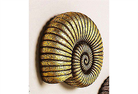 wandmeubel koffer wanddecoratie home affaire buffelschedel in de aanbieding wandmeubel koffer wanddecoratie home affaire buffelschedel in de aanbieding